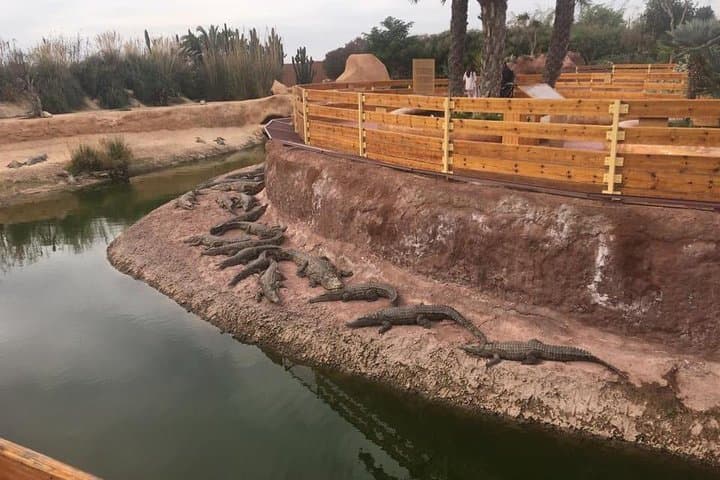 Inside Crocoparc Agadir: Explore 300 Nile Crocodiles, Giant Tortoises & Lush Gardens photo 3