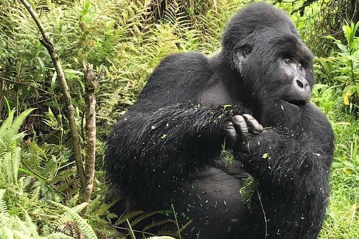 One-Day Gorilla Trek: Kigali to Bwindi or Mgahinga — Day-Trip Guide photo 3