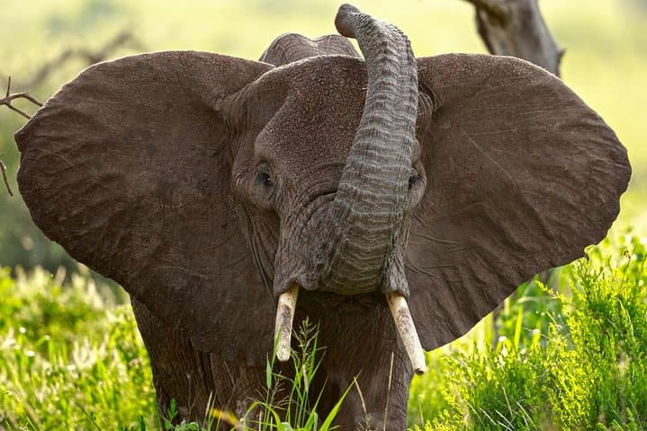 5-Day Luxury Tanzania Safari: Serengeti, Ngorongoro & Lake Manyara Lodge Circuit photo 4