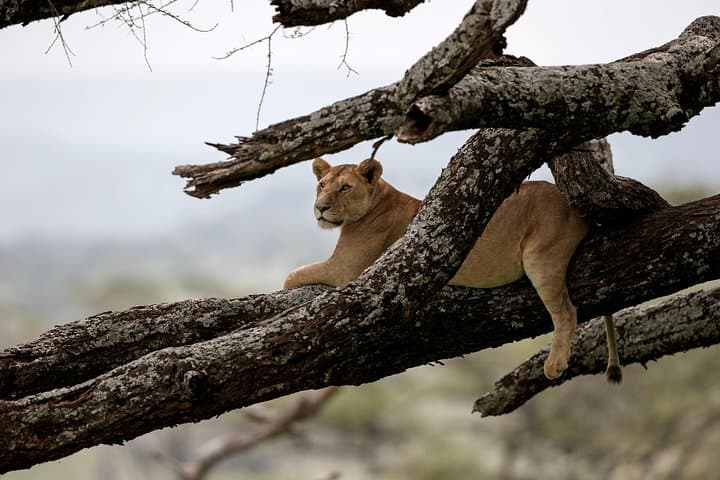5-Day Luxury Tanzania Safari: Serengeti, Ngorongoro & Lake Manyara Lodge Circuit photo 5