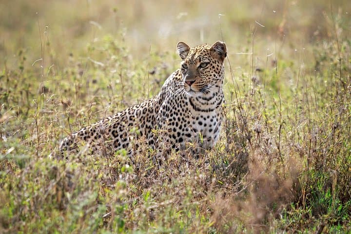 5-Day Luxury Tanzania Safari: Serengeti, Ngorongoro & Lake Manyara Lodge Circuit photo 6