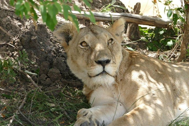 3-Day Maasai Mara Wildebeest Migration Safari: Big Five, Balloon Options & Game Drives photo 2
