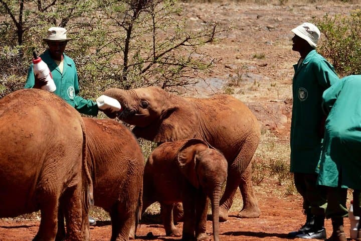 Nairobi Giraffe Centre Visit: Feeding, Photography & Practical Tips