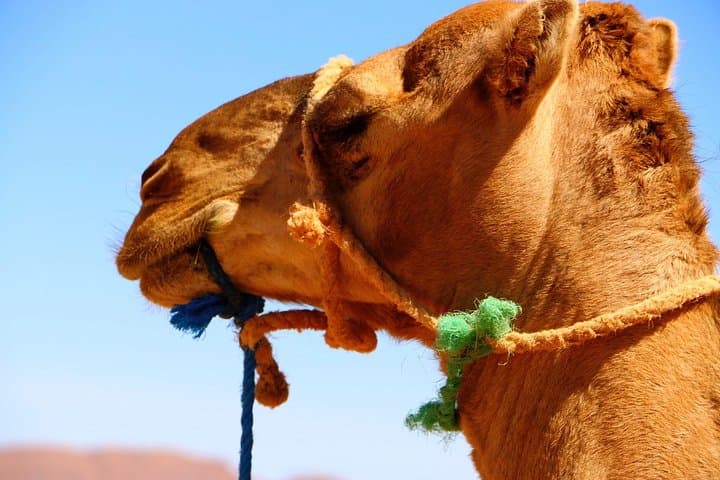 6-Day Private Camel Trek from Zagora to M'hamid Desert — Camel Caravan & Berber Camps photo 5
