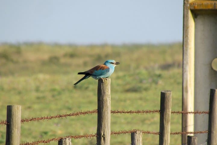 Algarve Birdwatching Week: Ria de Alvor to Castro Verde Wildlife Tour photo 2
