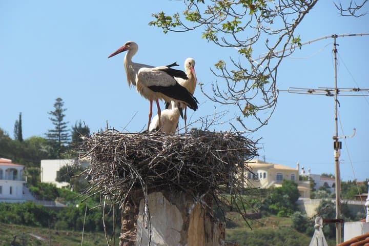 Algarve Birdwatching Week: Ria de Alvor to Castro Verde Wildlife Tour photo 5