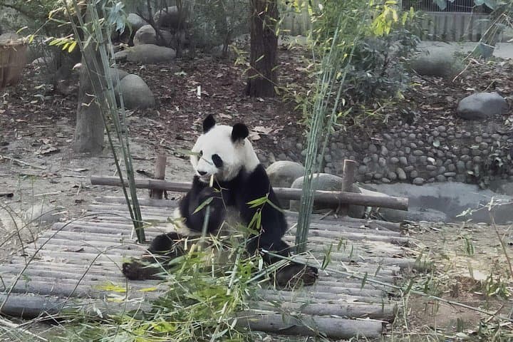 Full-Day Chengdu Panda Base Tour with Custom Afternoon Options photo 4