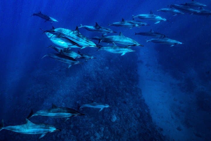 Lanai Cathedrals: 2-Tank Boat Dive from Maui into Lava-Formed Caverns photo 6