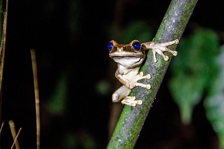4-Day Amazon Immersive Experience in Cuyabeno Reserve photo 3