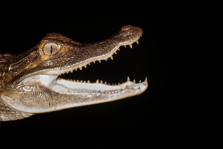 4-Day Amazon Immersive Experience in Cuyabeno Reserve photo 6