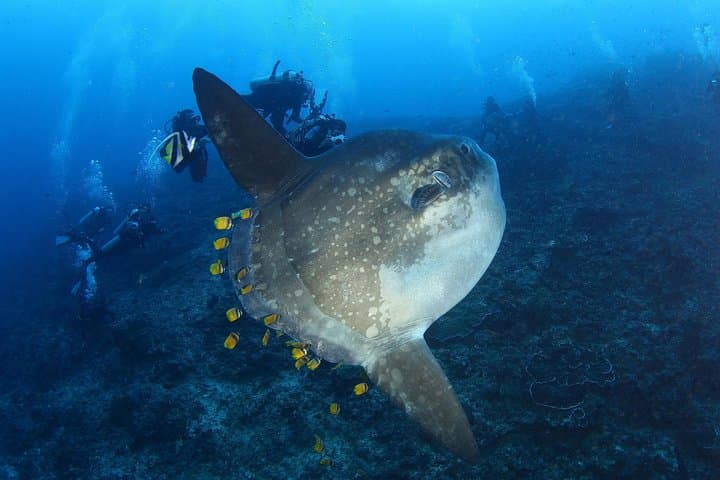 Open Water Course in Nusa Lembongan — SSI Certification & Manta Encounters photo 3