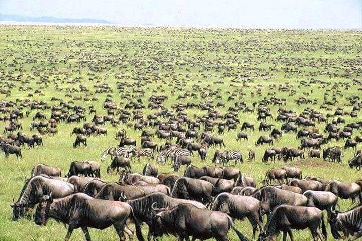 Private 6-Day Wildebeest Migration Safari & Hadzabe Cultural Visit photo 2