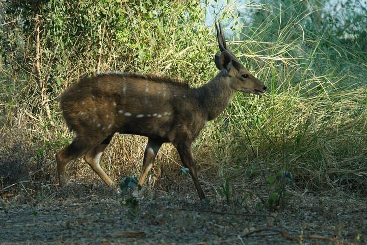 15-Day Botswana Walking Safari: Chobe, Savuti & Okavango Delta photo 2