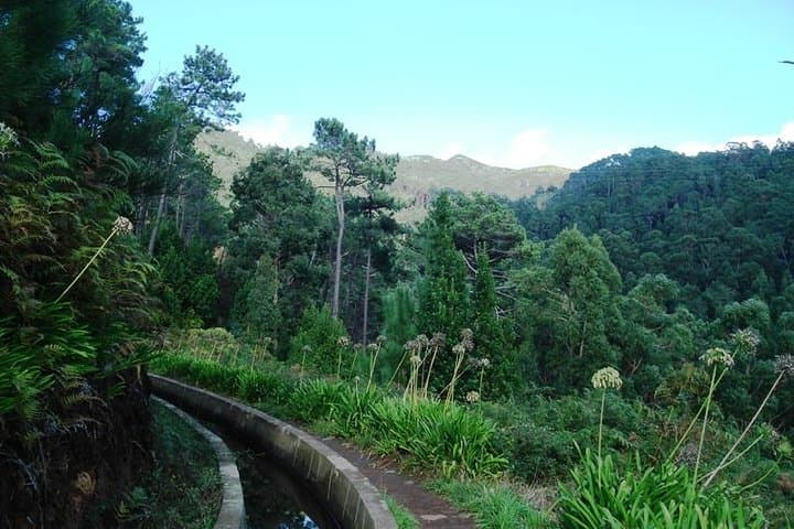 Madeira Levada Prazeres to Raposeira — Private Guided Levada Walk photo 3