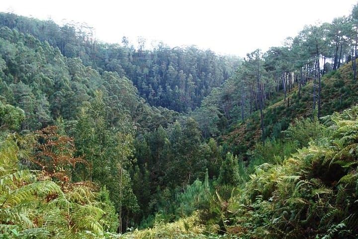 Madeira Levada Prazeres to Raposeira — Private Guided Levada Walk photo 6