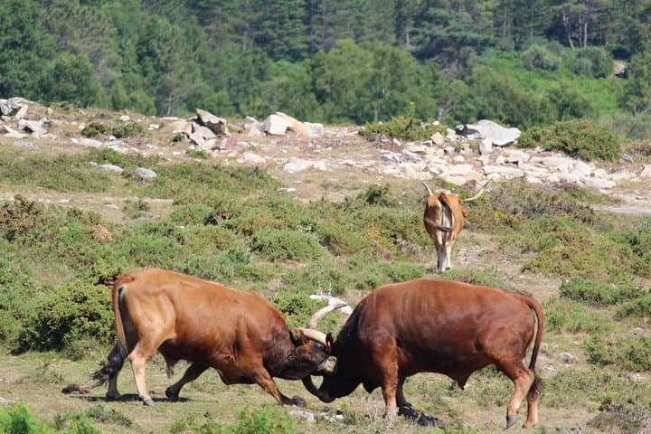 4x4 Off‑Road Adventure in Peneda‑Gerês National Park: Soajo, Isolated Pools & Mountain Plates photo 3