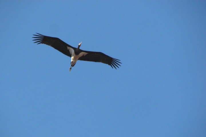 Sagres birdwatching day — coastal migration watch on the Algarve peninsula photo 4