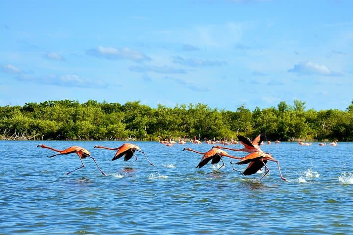 Las Coloradas Pink Lake Tour from Cancún — Full-Day Salt Flats, Boat Ride & Lunch photo 6