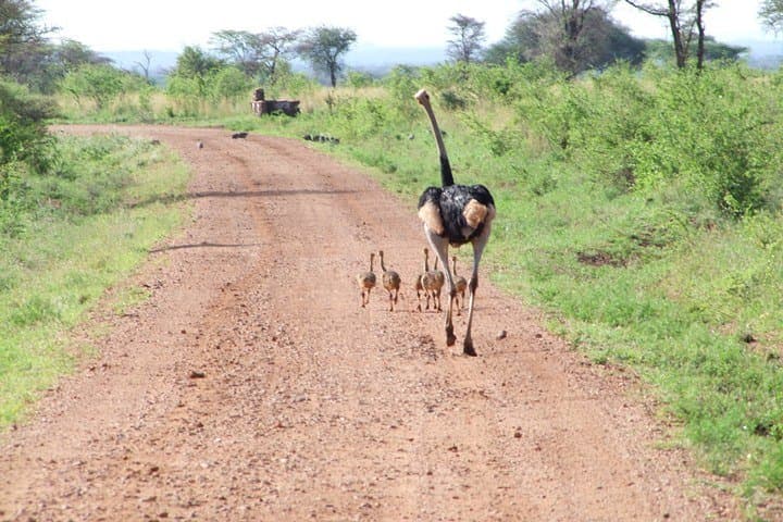 7-Day Kenya Safari: Tsavo, Amboseli, Naivasha & Maasai Mara Wildlife Circuit photo 4
