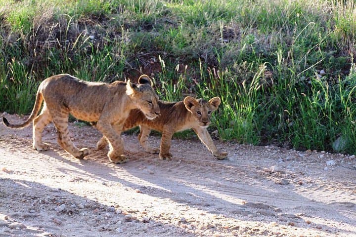 6-Day Kenyan Wildlife Loop: Aberdares, Naivasha, Nakuru & Maasai Mara Safari photo 4