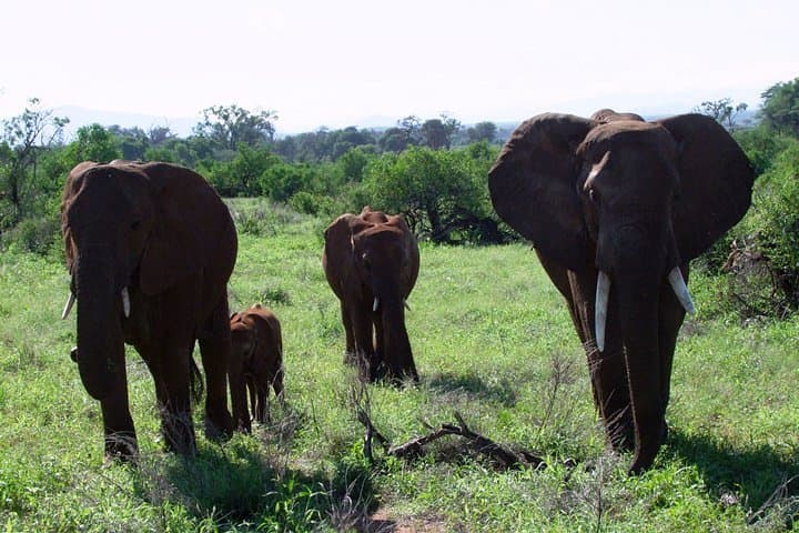 6-Day Kenyan Wildlife Loop: Aberdares, Naivasha, Nakuru & Maasai Mara Safari photo 3