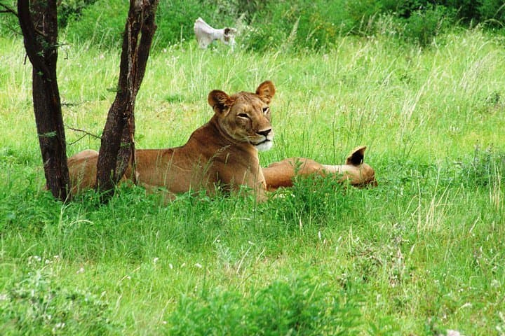 6-Day Kenyan Wildlife Loop: Aberdares, Naivasha, Nakuru & Maasai Mara Safari photo 5