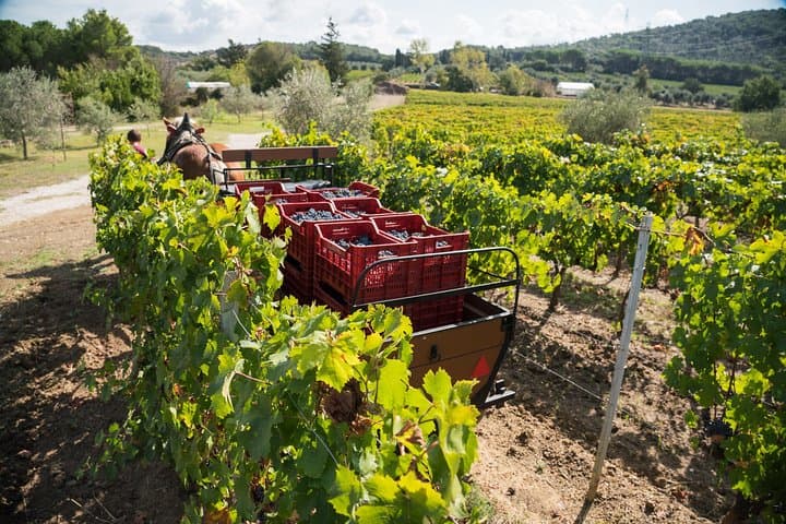 Carriage Through Suvereto's Vineyards: Organic Wine Tasting at Casadei Estate photo 3