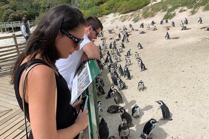 Cape Peninsula to Constantia: Penguins, Chapman's Peak & Full-Day Wine Tasting photo 2