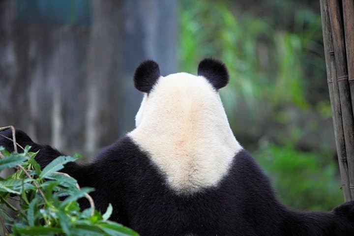 Chengdu Panda Base and Leshan Giant Buddha: Private Full-Day Experience photo 3