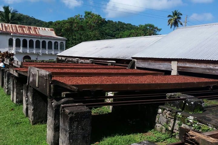 Half-Day Grenada Island Sightseeing: Chocolate, Rum & Grand Etang Rainforest photo 5
