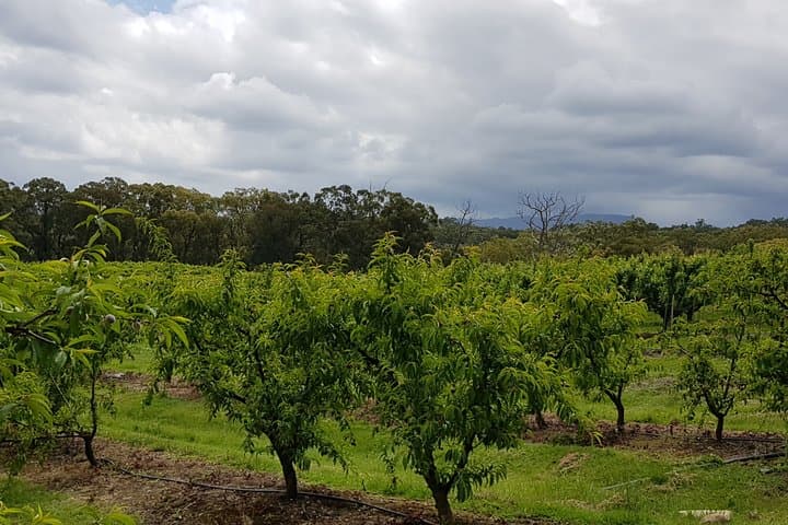 Yarra Valley Wineries and Rayners Orchard Day Tour from Melbourne photo 4