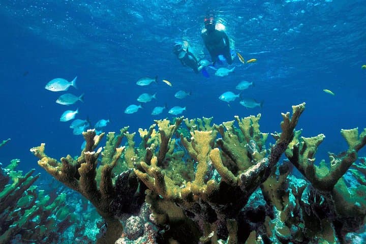 Snorkel Puerto Morelos: Guided Reef Tour to the Mesoamerican Barrier photo 6