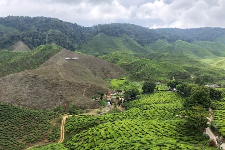 4-Day Cameron Highlands & Penang Tour from Kuala Lumpur — Tea Plantations, Hill Air and George Town Culture