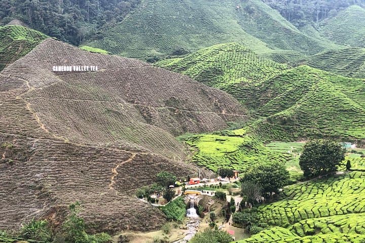 4-Day Cameron Highlands & Penang Tour from Kuala Lumpur — Tea Plantations, Hill Air and George Town Culture photo 2
