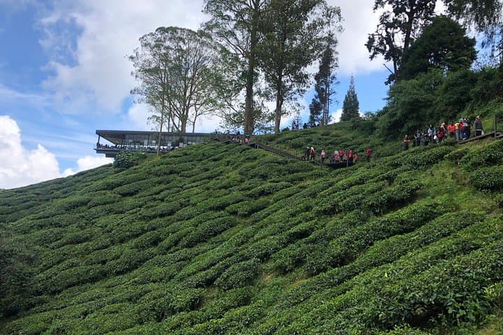 4-Day Cameron Highlands & Penang Tour from Kuala Lumpur — Tea Plantations, Hill Air and George Town Culture photo 3
