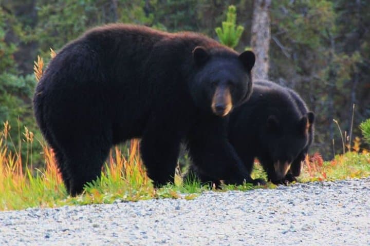 Yukon Suspension Bridge & White Pass Summit Half-Day Tour from Skagway photo 3