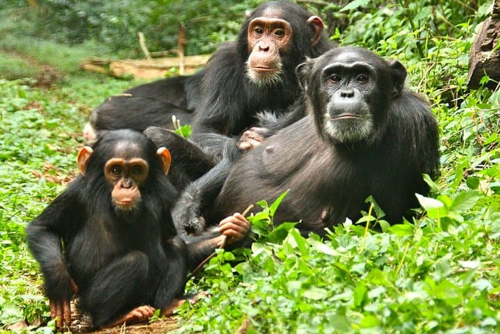 Chimpanzee Trekking in Budongo Forest: A Field Guide from Masindi photo 6