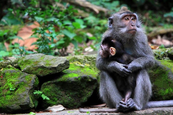 Ubud Highlights Tour: Monkey Forest, Tegalalang & Tukad Cepung Waterfall photo 6