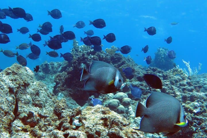 Coral Reef and Turtle Kayak Excursion in St. Thomas — Guided Snorkel & Sea Turtle Swim photo 5