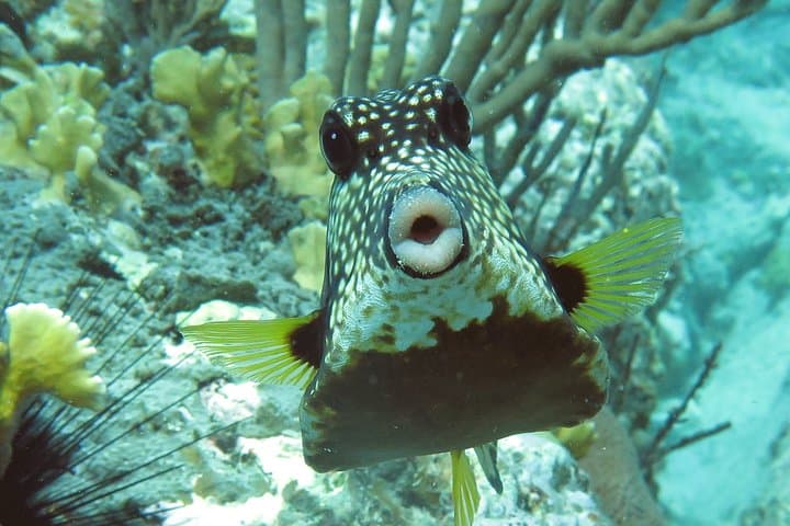 Coral Reef and Turtle Kayak Excursion in St. Thomas — Guided Snorkel & Sea Turtle Swim photo 6