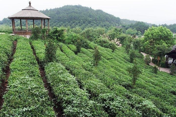Private Day Tour of Hangzhou: West Lake, Longjing Tea & Qinghefang Stroll photo 2