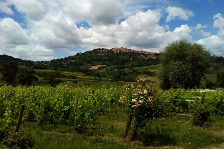 Tuscany Truffle & Brunello VIP Experience from Florence photo 6