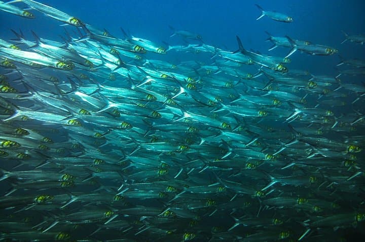 Tamarindo Half-Day Snorkeling Trip to Catalina’s Archipelago photo 3