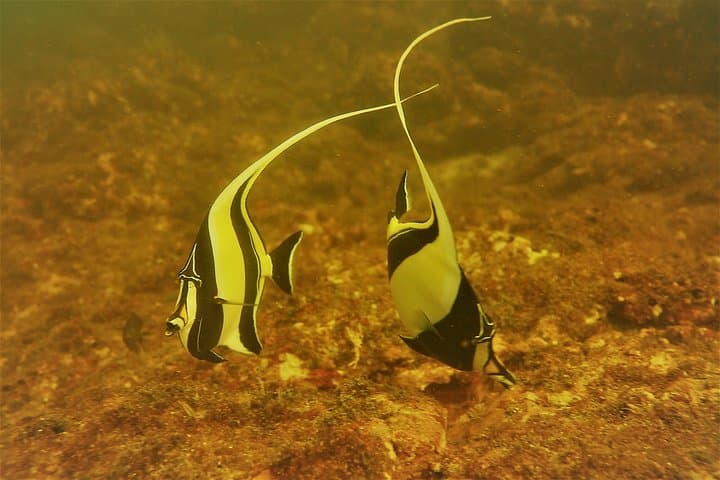 Tamarindo Half-Day Snorkeling Trip to Catalina’s Archipelago photo 4
