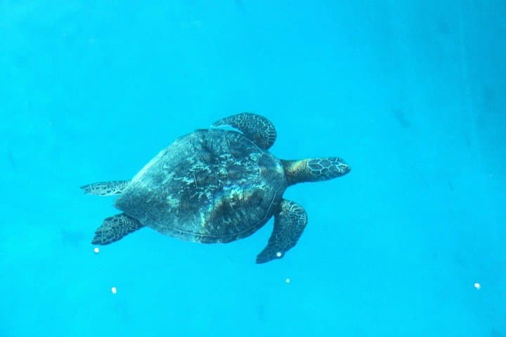 Moorea 3-Hour Lagoon Snorkeling: Rays, Reefs & Blacktip Sharks photo 6