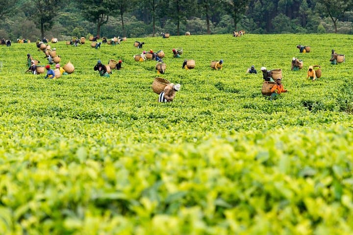 Kiambethu Tea Farm Full-Day Tour: Tea Fields, Forest Walks & Lunch from Nairobi photo 6