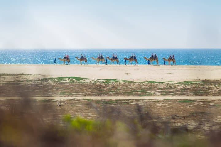 Cabo Camel Safari: Beach Ride, Mexican Buffet & Tequila Tasting photo 6