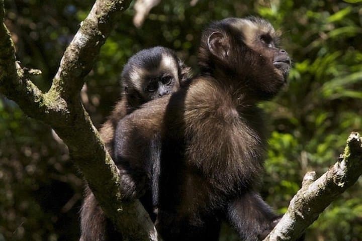 3-Day Manu Jungle Lodge Tour: Wildlife, Rivers & Cloud-Forest Walks from Cusco photo 2