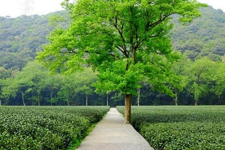 Half-Day Hangzhou Nature Explore: Longjing Tea Fields & Yunxi Bamboo Forest photo 6
