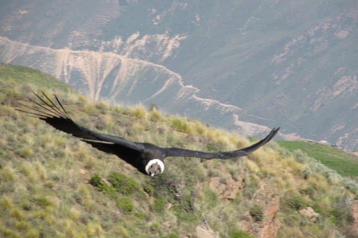 colca-canyon-3-day-trek-condors-oasis-thermal-baths photo 6